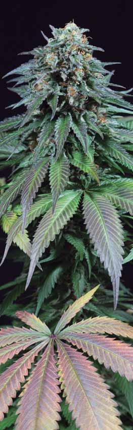 Jack Herer samice x PAK samec. 60-70 dní. Od poloviny do konce října. 3,5 m. 650 g/m 2.