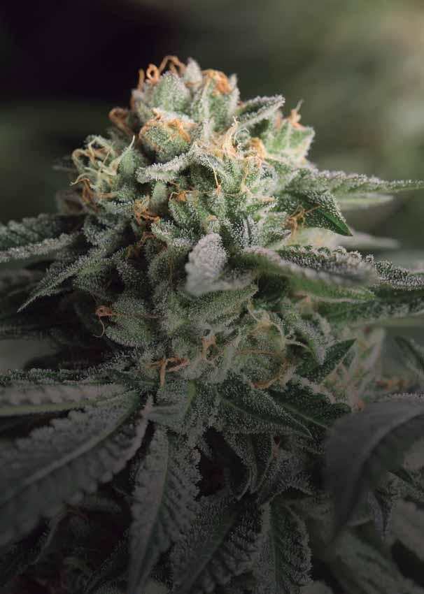 REMO CHEMO URBAN REMO'S FAVOURITE STRAIN, NOW ACCESSIBLE TO ALL Remo Chemo is certainly one of our most special strains.