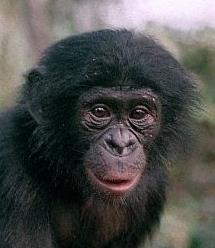 Primates