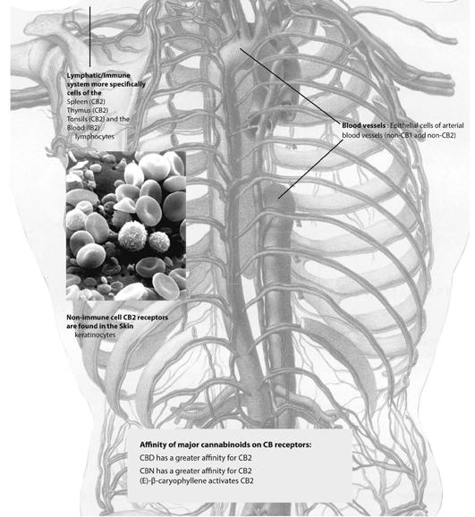 61 Kanabinoidní receptory, schéma B Endokanabinoidní receptory ovlivňují, upravují nebo řídí fungování každé buňky, tkáně, žlázy, orgánu a soustavy, v nichž se vyskytují.