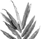 35 % Skořicovník tamala (Cinnamomum tamala) 25,3
