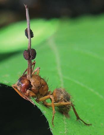 2 1 1 Vřeckovýtrusná houba housenice Ophiocordyceps unilateralis parazitující na tropickém mravenci pravděpodobně rodu Camponotus.