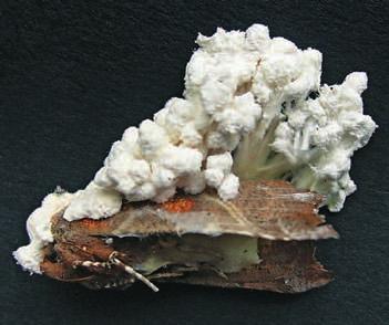 Mezi stopkovýtrusnými houbami (Basidiomycota) bylo popsáno jen několik pa - togenů hmyzu.