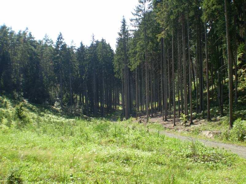 1 1B 1B2 1B2a) Foto 10: Smrková monokultura Vepřsko Krajina skal a kopců s typickou