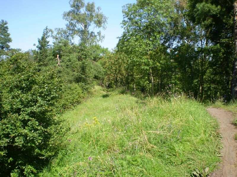 Foto 13: Vegetace na Prachovském vrchu Krajina skal a kopců s typickou nadmořskou výškou 500-600 m s dominancí kambizemě