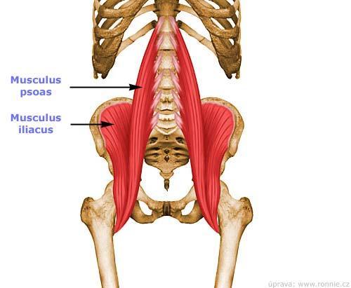 Pohyb Hlavní svaly Antagonisté Stabilizační svaly Neutralizačn í svaly Zevní m. quadratus femoris m. gluteus minimus m. rotace m. piriformis m. gluteus maximus m.
