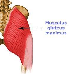 gluteus minimus m. quadratus femoris m. m. adductor rotace m. tensor fasciae latae m. piriformis m. gluteus maximus m. gemellus superior et inferior m.