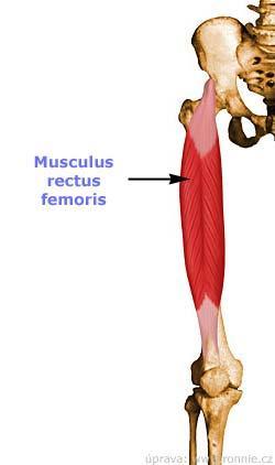 rectus femoris Obrázek 16