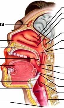 Hranice dutiny ústní: ventrálně - ústním otvorem (rima oris), uzavřený rty (labia) dorzálně přechází v zúžení (isthmus