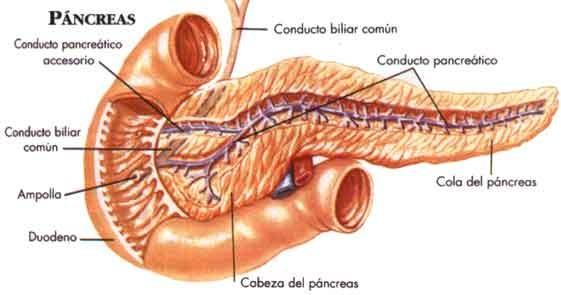 Slinivka břišní: (pancreas) Zevní popis: dlouhá 12 až 16 cm) uložena retroperitoneálně hlava (caput pancreatis) tělo (corpus pancreatis)