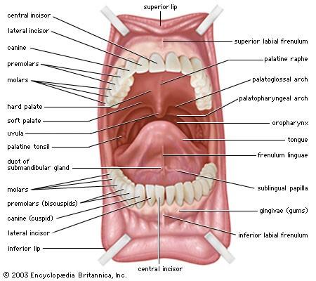 Hlavním obsahem: zuby (dentes) jazyk (lingua) rozdělení dutiny ústní zubními