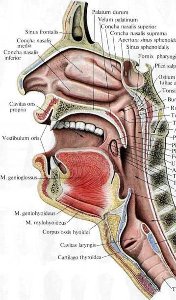 Předsíň dutiny ústní: (vestibulum oris) umístěná mezi rty a tvářemi na jedné straně a zubními oblouky s dásněmi na straně druhé dorzálním sahá až k slizniční řase plica pterygomandibularis (řasa jde