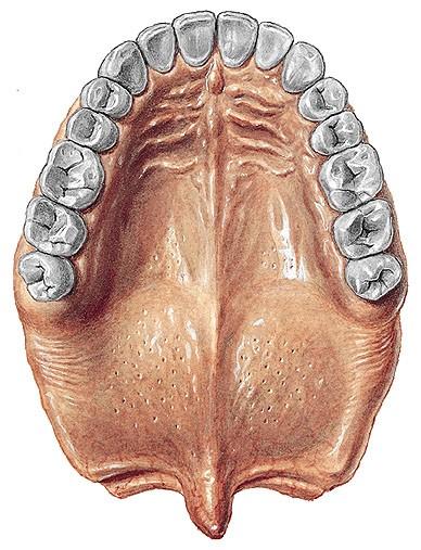 Palatum durum: processus palatini maxillarum a laminae horizontales patrových kostí mukoperiost - přední části - několik nízkých, příčně
