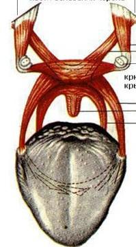 Svaly měkkého patra: M. tensor veli palatini zač. od spina ossis sphenoidalis a lamina medialis processus pterygoidei - šlacha obtáčí hamulus pterygoideus a upíná se do aponeurosis palatina M.