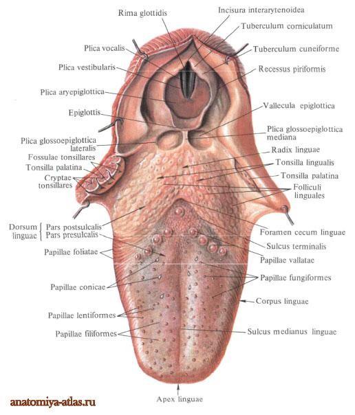 b) Kořen bez papil lymfatickými uzlíky (tonsilla lingualis) - Waldayerův lymfoepiteliální okruhu
