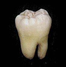 Popis zubu: korunky (corona dentis) krčku (collum dentis)