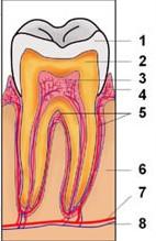 dřeň (pulpa dentis) pokračuje jako kanálek (canalis radicis