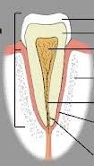 Skladba zubů: 1) zubovina (dentinum) 70 % anorganických látek odontoblasty senzitivní nervová vlákna 2) zubní sklovina (enamelum) 97 % anorganických látek 3) zubní