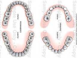 Morfologie jednotlivých zubů: Stálé zuby: (dentes permanentes) 32 zubů dva řezáky (dentes incisivi) jeden špičák (dens caninus) dva zuby třenové (dentes