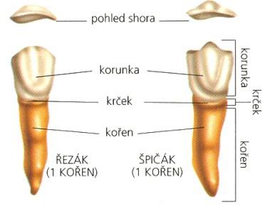 Dentes incisivi: jednokořenové zuby lopatovité (horní řezáky) nebo dlátovité