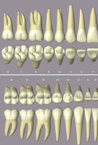 Dentes praemolares: jednokořenový zub, první horní - obvykle dva hranolovitou korunku kousací plocha - dva kuželovité hrbolky horní - hrbolky stejně velké, korunka ze stran