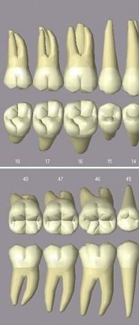Dentes molares: vícekořenové zuby nejmohutnějšími zuby hranolovitou korunkou čtyři