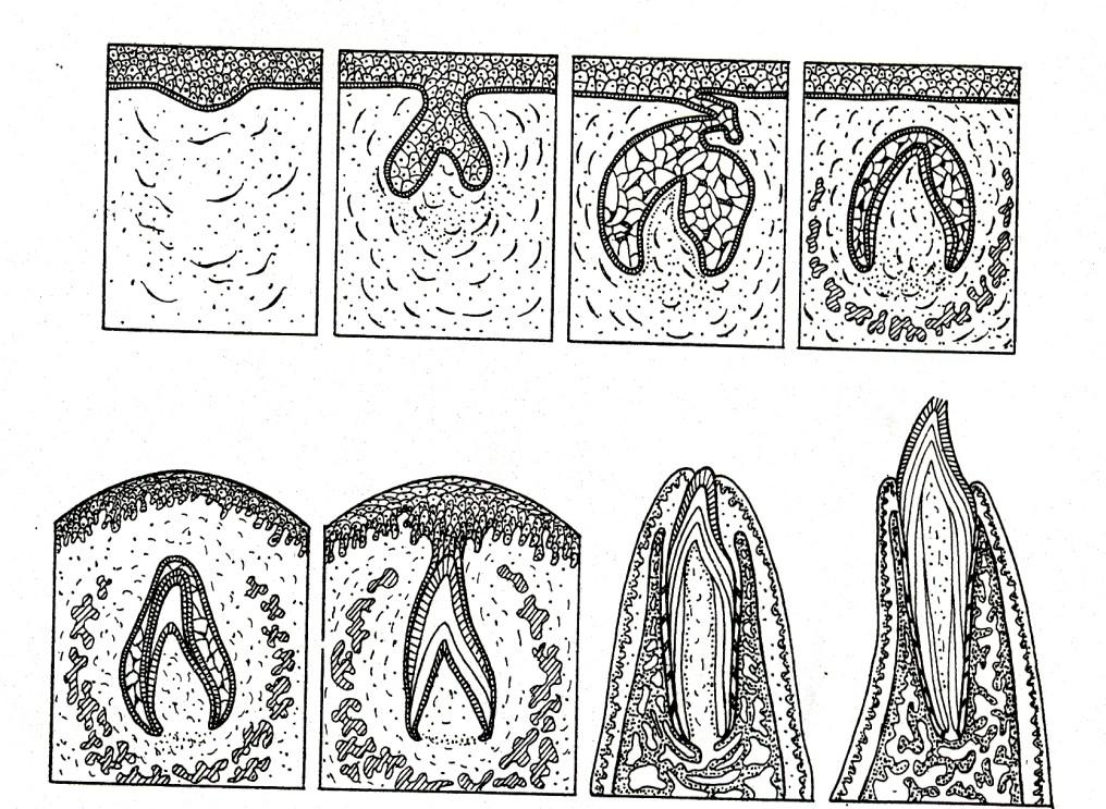 Prořezávání zubů: (erupce) Základy zubů - během nitroděložního vývoje Primární a sekundární dentální lišta pupeny (základy zubů), papily, orgán