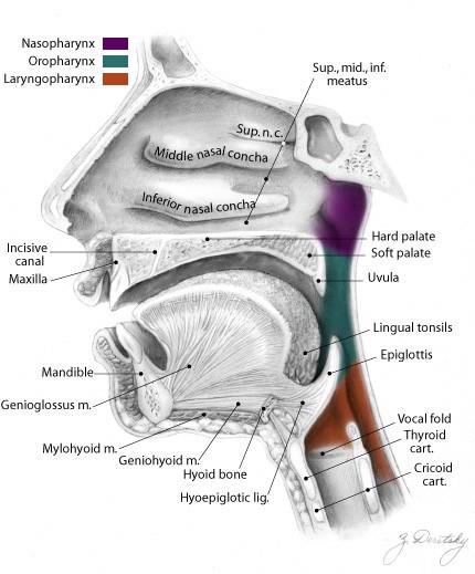 Hltan: (pharynx) Zevní popis: společným oddílem trávicího a dýchacího systému podílí na fonaci uložená před krční páteří kranialně -
