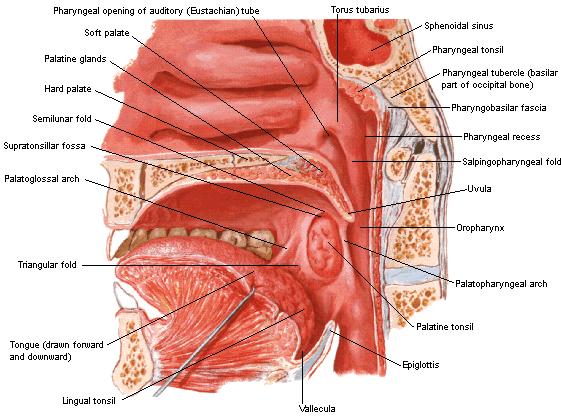 Ústní oddíl hltanu: (pars oralis pharyngis, oropharynx, mesopharynx) prostřední část