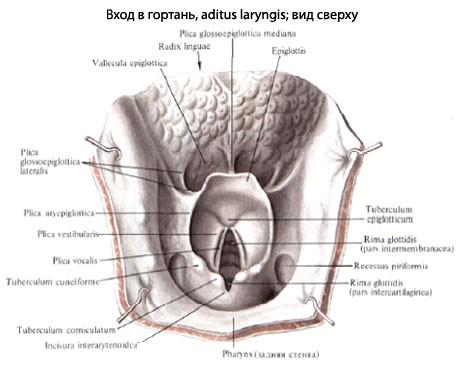 Hrtanový oddíl hltanu: (pars laryngea pharyngis, laryngopharynx, hypopharynx) tvar poloměsíčité