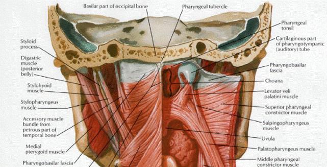 2) Podslizniční vazivo: kraniální části zesíleno do silné membrány (fascia pharyngobasilaris) k bazi lební