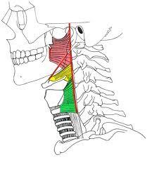 Musculus constrictor pharyngis superior Musculus