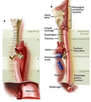 Jícen: (oesophagus) Zevní popis: 23 až 28 cm dlouhá trubice, výši obratle C6 probíhá před páteří vlevo od střední roviny přes apertura thoracis superior do hrudníku při bifurkace
