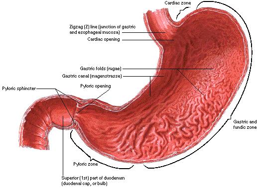 Zevní popis: zakřiveného vaku tvar a velikost žaludku - individuální variabilita objem - 1,5 až 2 litry česlem (cardia) (ostium cardiacum) žaludeční klenby (fundus ventriculi) hluboký zářez