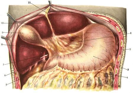 4) Povrchovou vazivovou vrstvu: Žaludek je zavěšen na peritoneálních řasách a) Od curvatura minor ventriculi a horní části duodena - malá předstěra (omentum minus), běží k