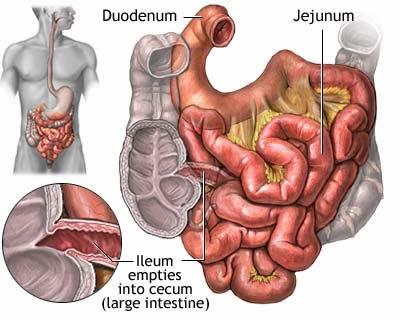Lačník (jejunum) a kyčelník (ileum): složeny v kličky střevní a zavěšeny na okruží