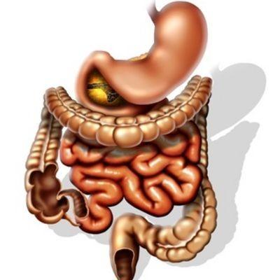 Tlusté střevo: (intestinum crassum) Funkce: vstřebávání vody