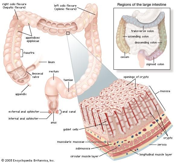 Stěna tlustého střeva: 1) Sliznice: e. j. cylindrickým není opatřena klky četné žlázy (glandulae intestinales) lymfatické uzlíky 2) Podslizniční vazivo: obsahuje cévní a nerv.