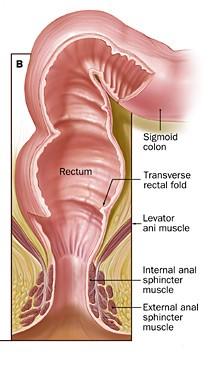 Konečník: (rectum) poslední úsek ve výši obratle S 2 3 sestupuje kaudálním směrem podél křížové kosti a kostrče délky 12 až 15 cm,