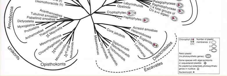 Tree of life & eukaryotic