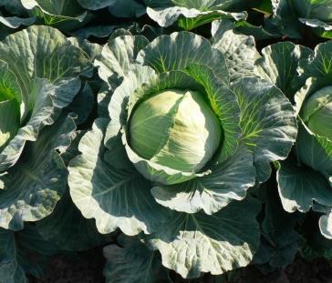 ČESKÁ ZEMĚDĚLSKÁ UNIVERZITA V PRAZE Fakulta agrobiologie,