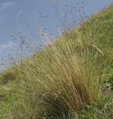 vojenského mapování je patrná značka pro pravděpodobně zděnou stavbu čtvercového půdorysu, kterou byla právě šibenice a název Galgen berg tedy