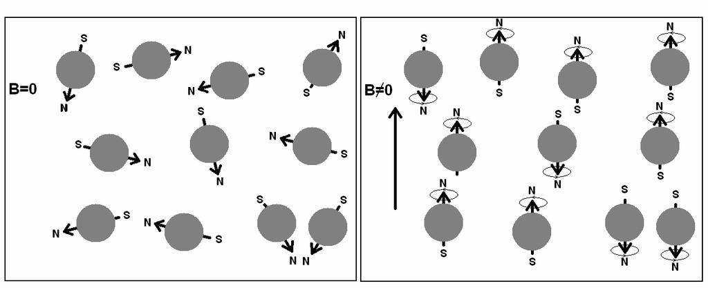 A) B) Obr. 3. Částice v magnetickém poli. Magnetické momenty jednotlivých atomů jsou bez přítomnosti vnějšího magnetického pole B 0 orientovány náhodně (A).
