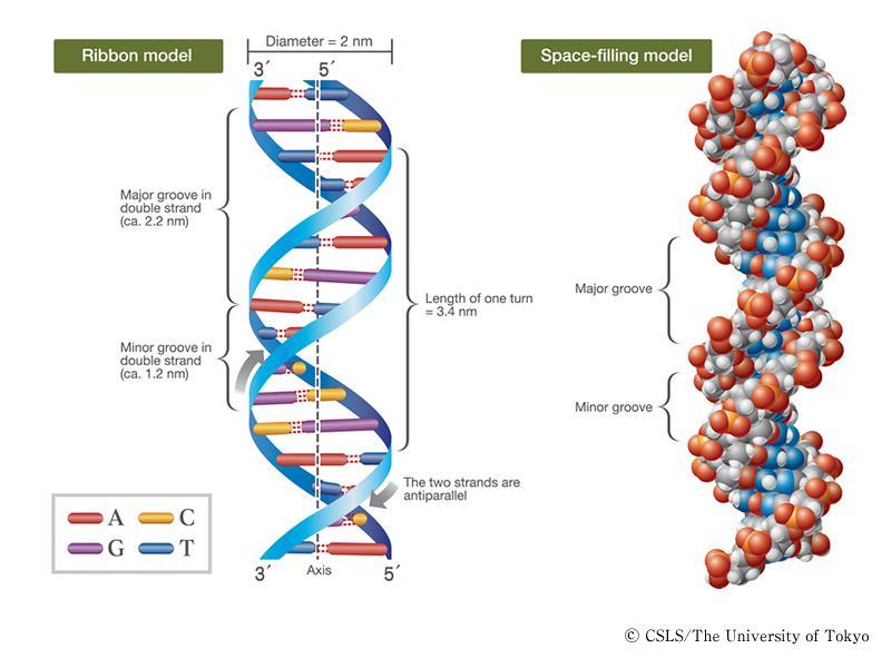 DNA se v buňkách nachází nejčastěji ve formě dvoušroubovice. Tuto strukturu udržují především vodíkové můstky nekovalentní vazby vždy mezi purinovou a pyrimidinovou bazí.
