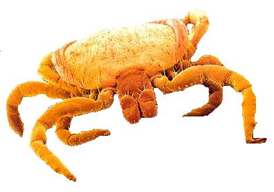 Klíště Ixodes ricinus http://www.