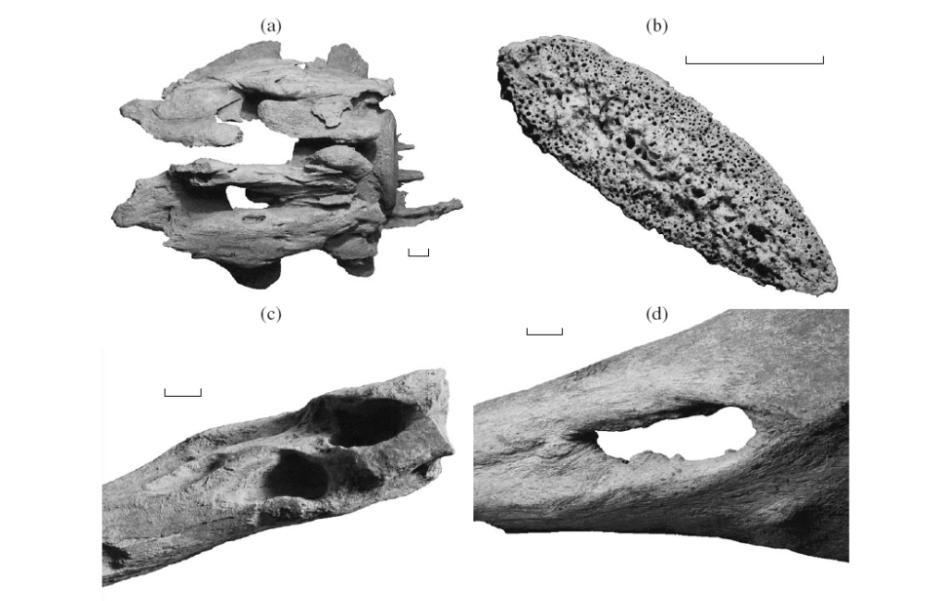 d) Megaherbivoři (např. žirafa, mamut) vyžadují velké množství minerálních živin v píci pro stavbu skeletonu.