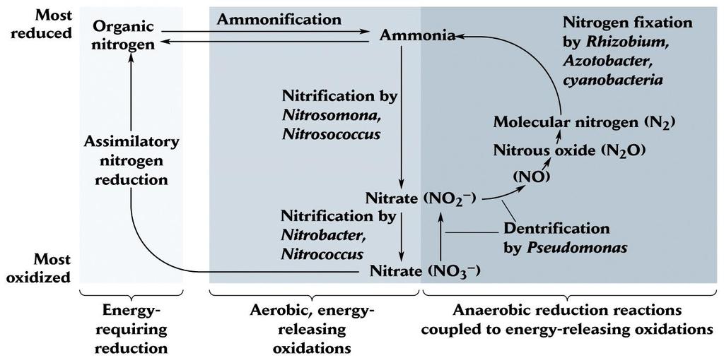CYKLUS DUSÍKU aerobní (oxidace) a anaerobní (redukce) procesy přeměn dusíku -90% dusíku v půdě je v nedostupné