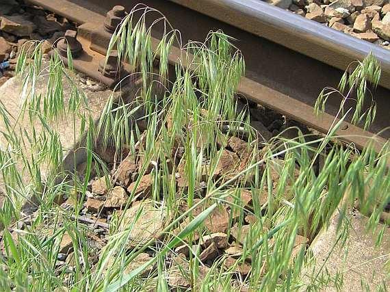 2009) Bromus tectorum sveřep
