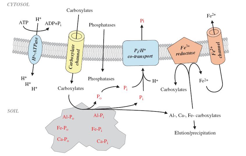 Kořenové exudáty mechanismus (Lambers et al.