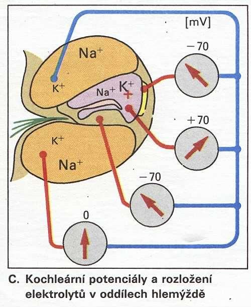 Potenciál v kochlei Zvláštní